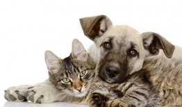 相扑猫吃瓜视频大全免费观看,免费观看视频大全，萌态十足！